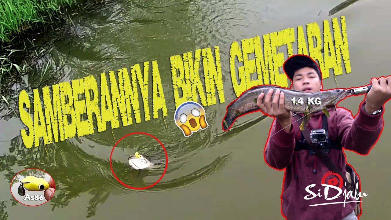 MANCING IKAN GABUS, SAMBERANNYA BIKIN GEMETARAN | #02