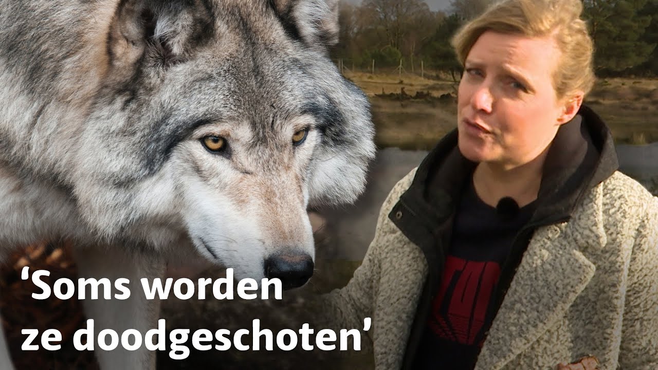 Waar is de wolf? De wolf is terug: moeten we blij of bang zijn?  RTV Utrecht
