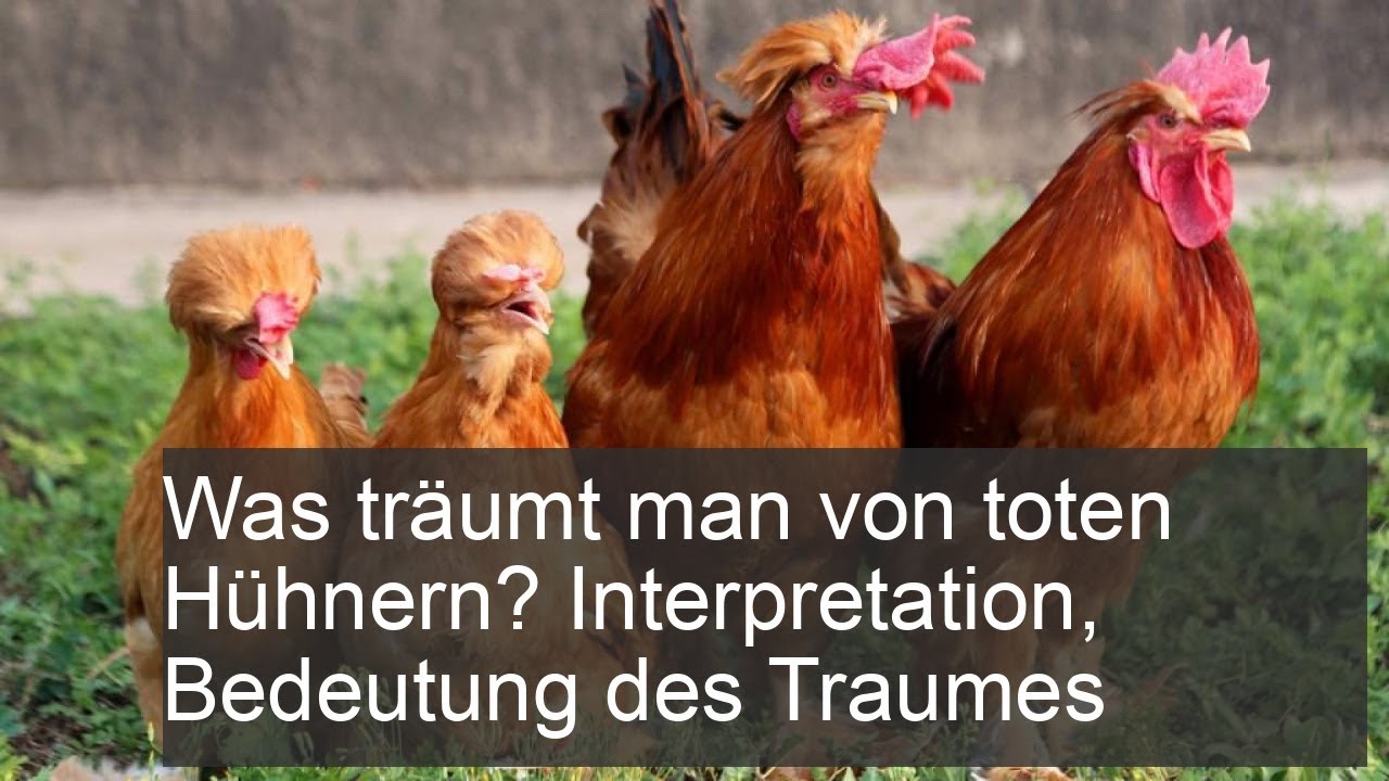 Was tr&auml;umt man von toten H&uuml;hnern? Interpretation, Bedeutung des Traumes