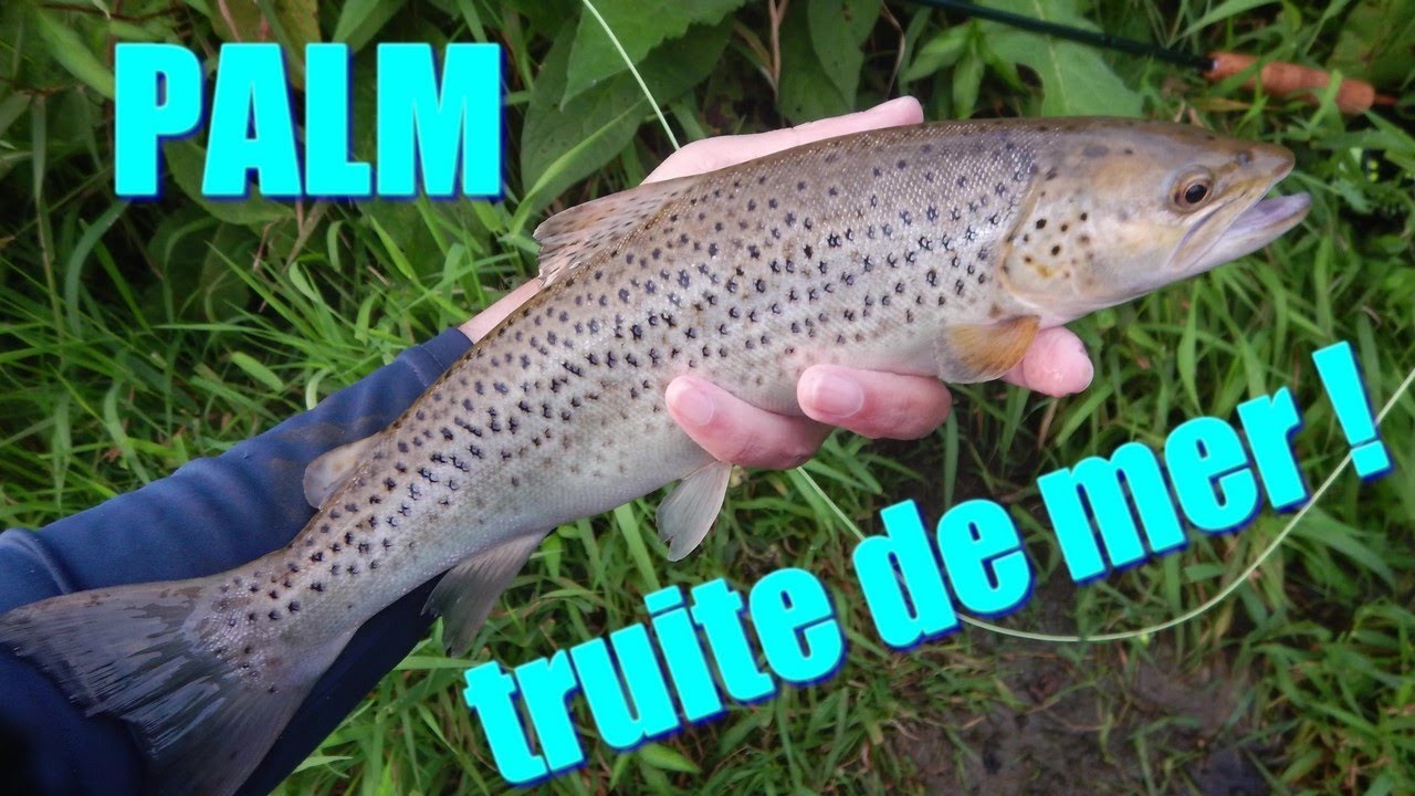 Super session mouche, première truite de mer !