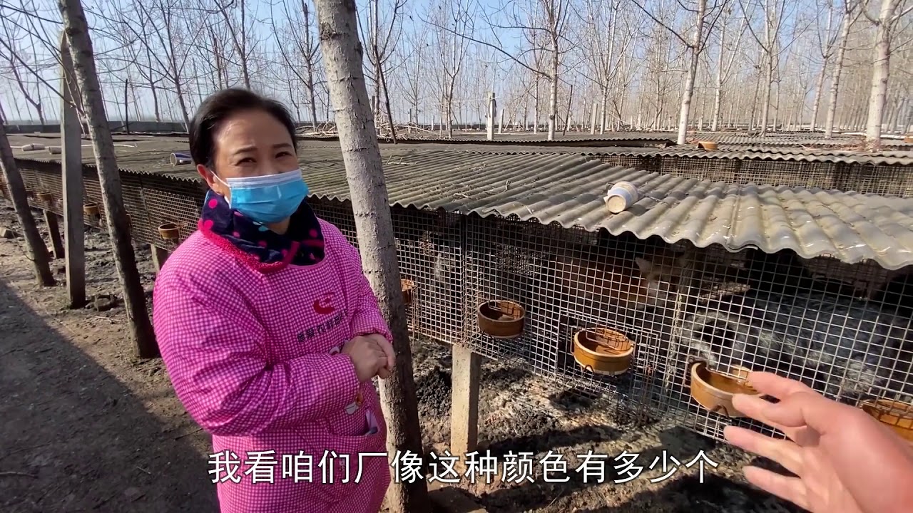 河南农村搞养殖业多赚钱？一只狐狸卖2000，一年挣20万你敢信！