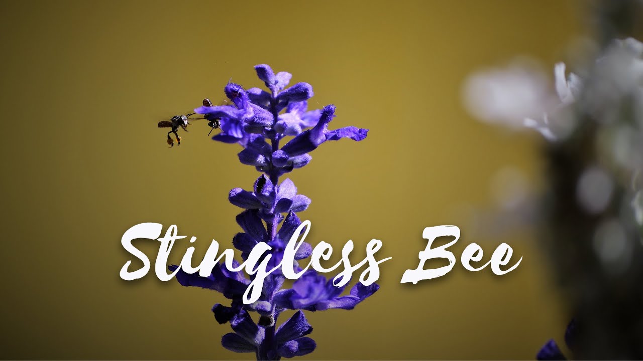 Back from the Brink - Season 2 Episode 3 - Stingless Bee