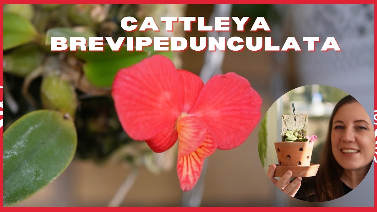 Cattleya Brevipedunculata fioritura e metodo acoplado