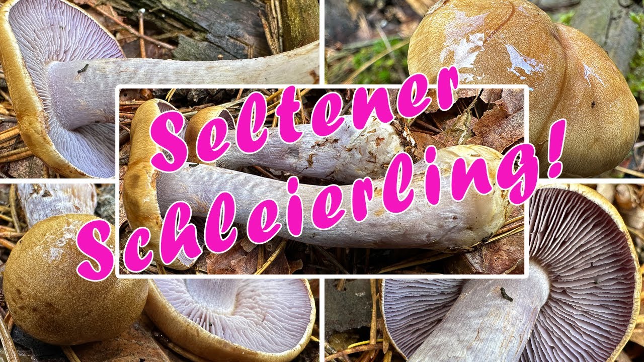 Zyanblättriger Klumpfuß Verwechslung, Thaxterogaster fulvo-ochrascens, Cortinarius fuscomaculatus