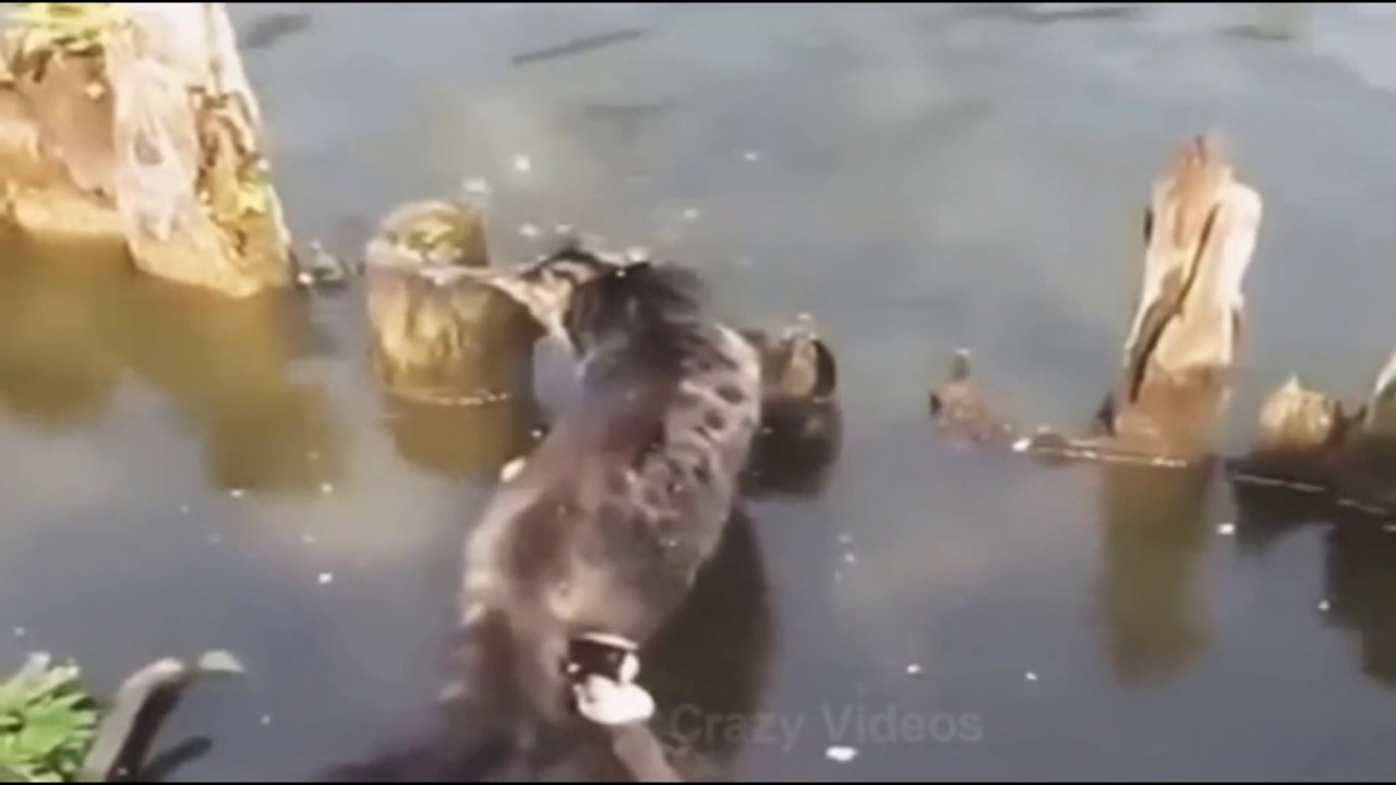 Laat zien hoe slimme katten vis vangen