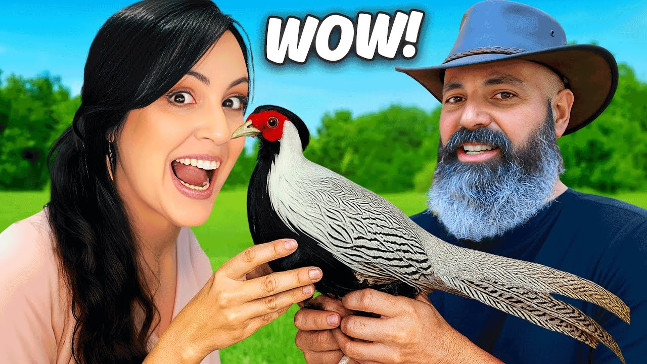 A Que Huele el Faisan? Va a Vivir con los Conejos 🐇😱 Consejo de La Granja de los Rios