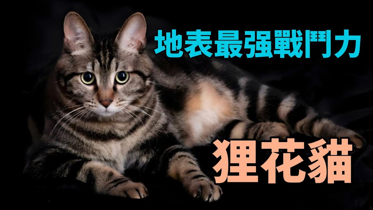 養了它，你就撿到寳了----寵物狸花貓