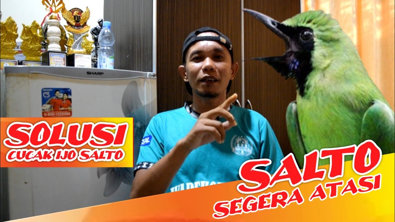PENYEBAB DAN CARA MENGATASI CUCAK IJO SALTO ‼️ Solusi mengatasi cucak ijo salto