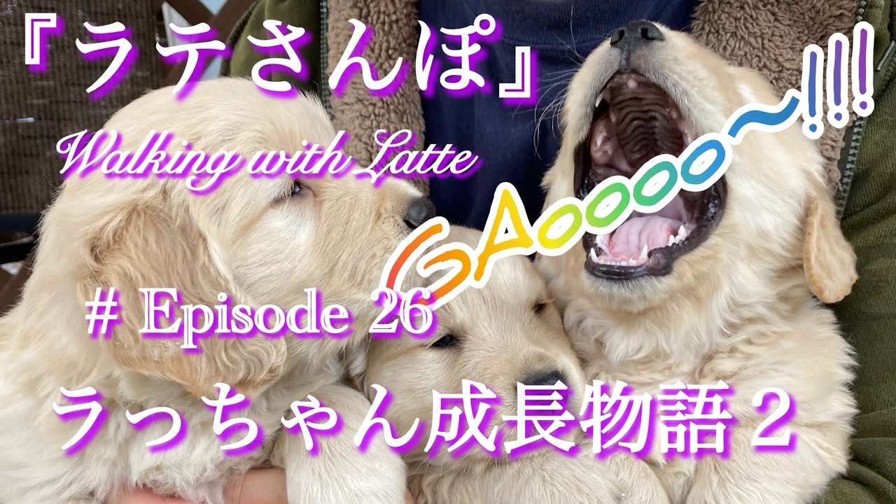 # Episode 26『ラっちゃん成長物語２』【ゴールデンレトリバーの子育て記録】【子犬物語】【大型犬成長記録】【シャンプー】【爪切り】【ラテが育ってきた記録です】