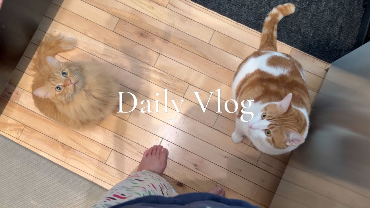 Daily Vlog | cozy homebody morning, orange cats, kimchi & boiled eggs, viral Japanese egg sandwich 