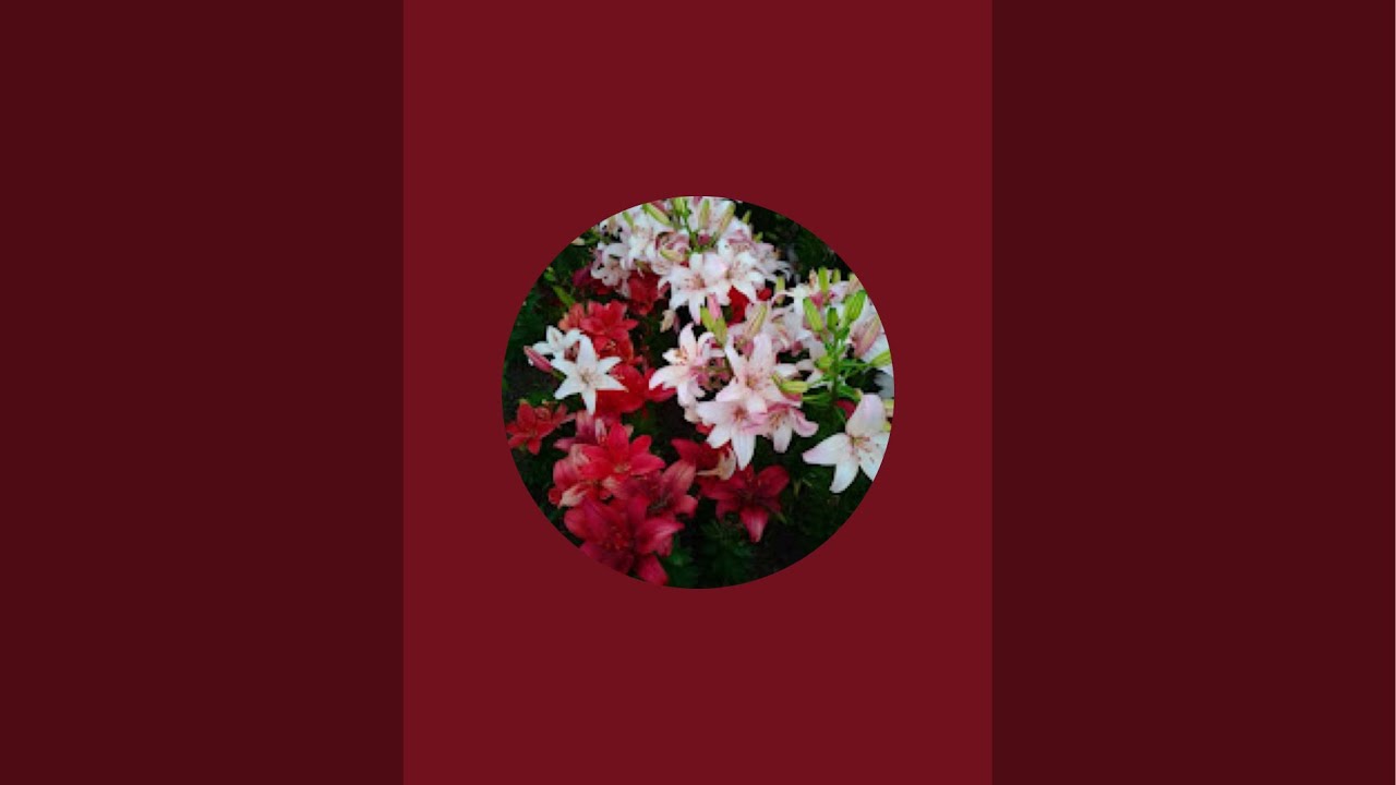 🌹roya9b kanalı canlı yayında