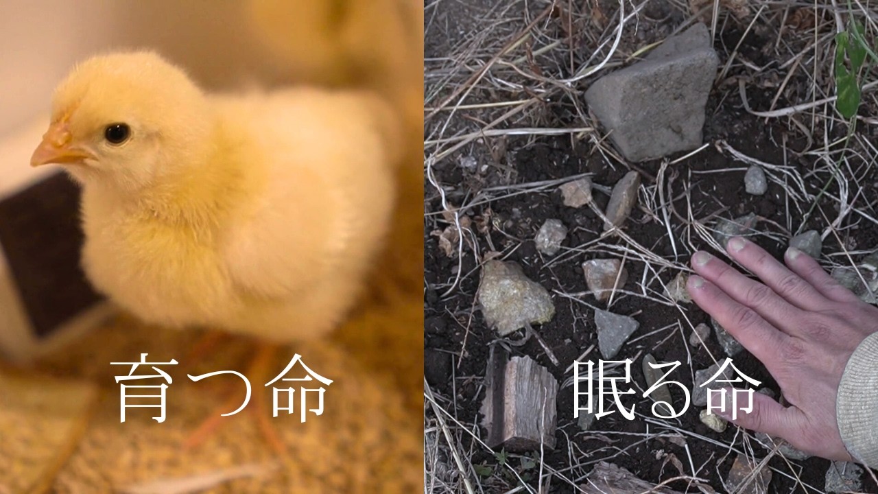ヒヨコの成長記録｜育つ命のとなりで