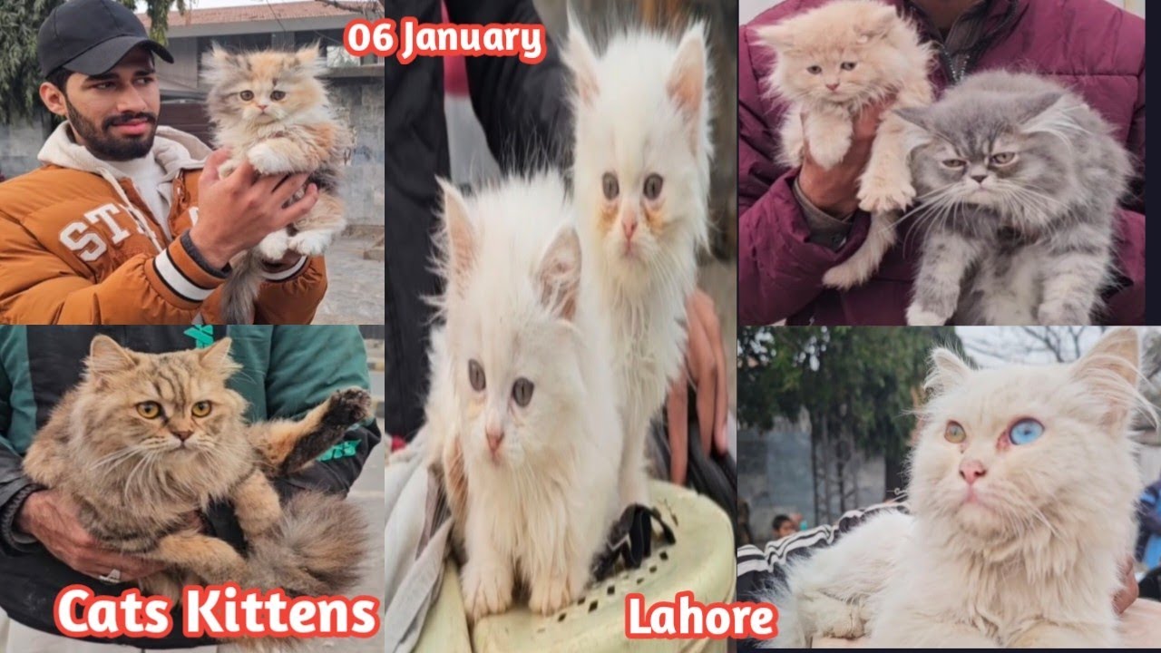 Cats and kittens | Lahore Tollinton Market Cats Mandi Lahore | Tollinton Market Lahore Pakistan 