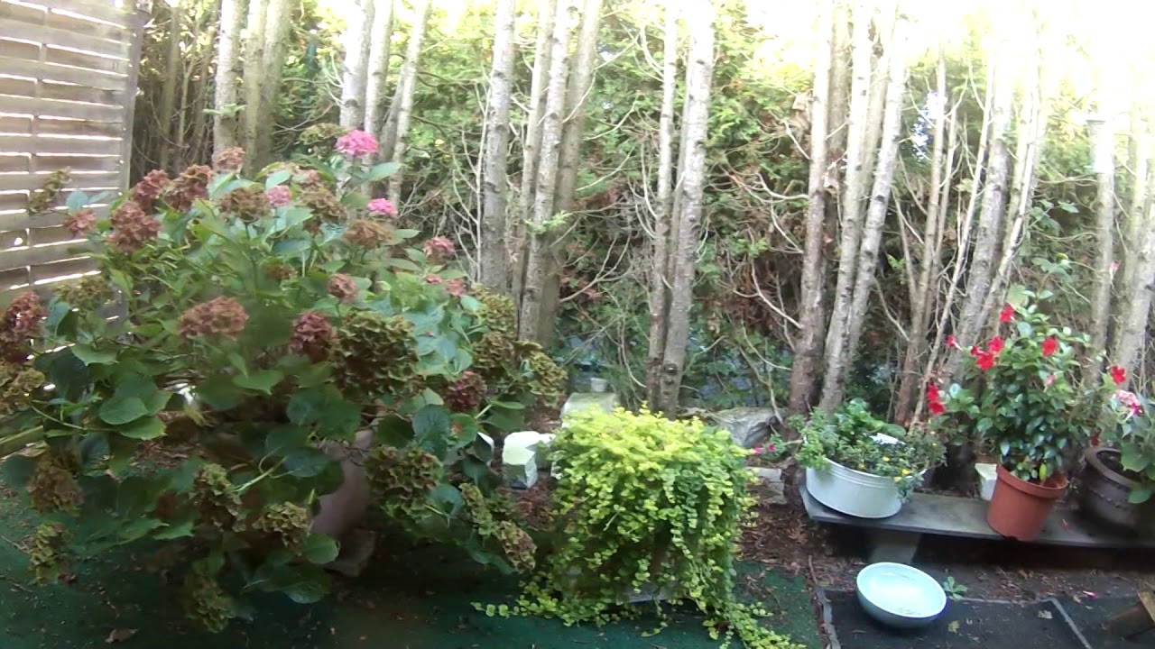 Blumenpracht