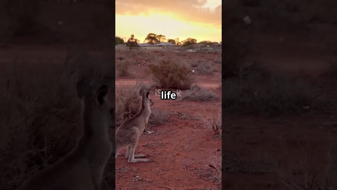Why Australia is Mostly EMPTY ?