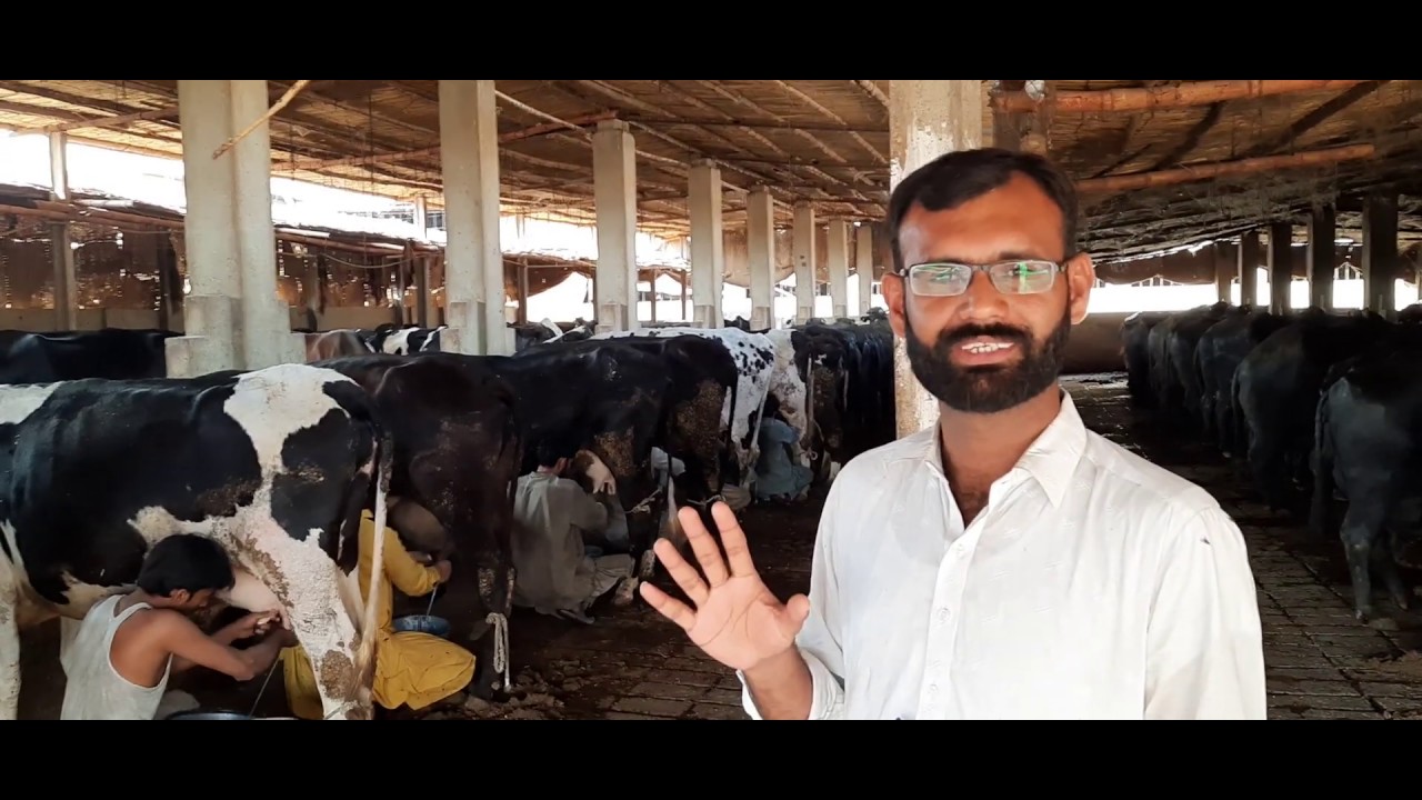 Karachi k area Pipri me 150+ Animals ka Dairy Farm viset by ijazriaz Mastoi