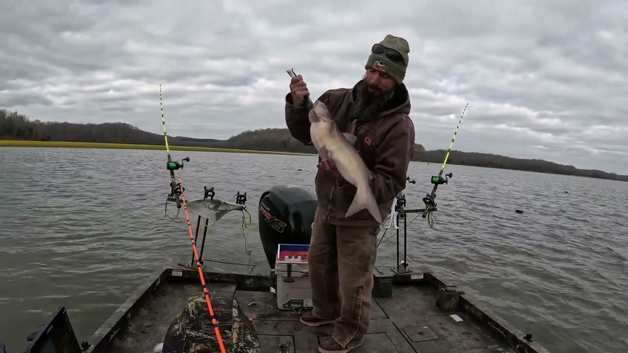Catfish Chaos