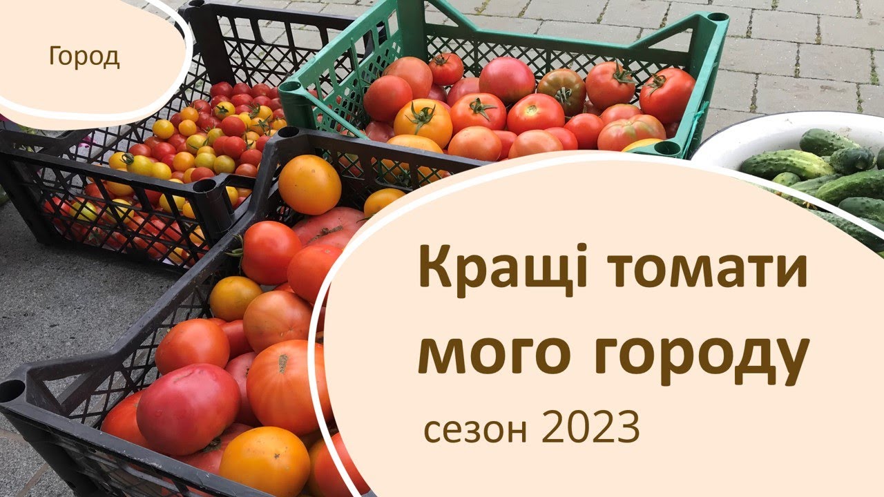 Кращі томати у цьому сезоні