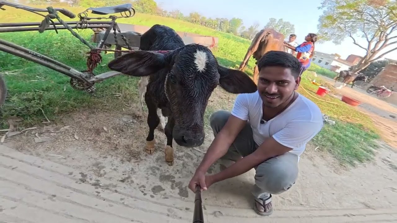 Gaon Me Aaj Pashuon Ka Snan 🐃🐄 | #vlog 