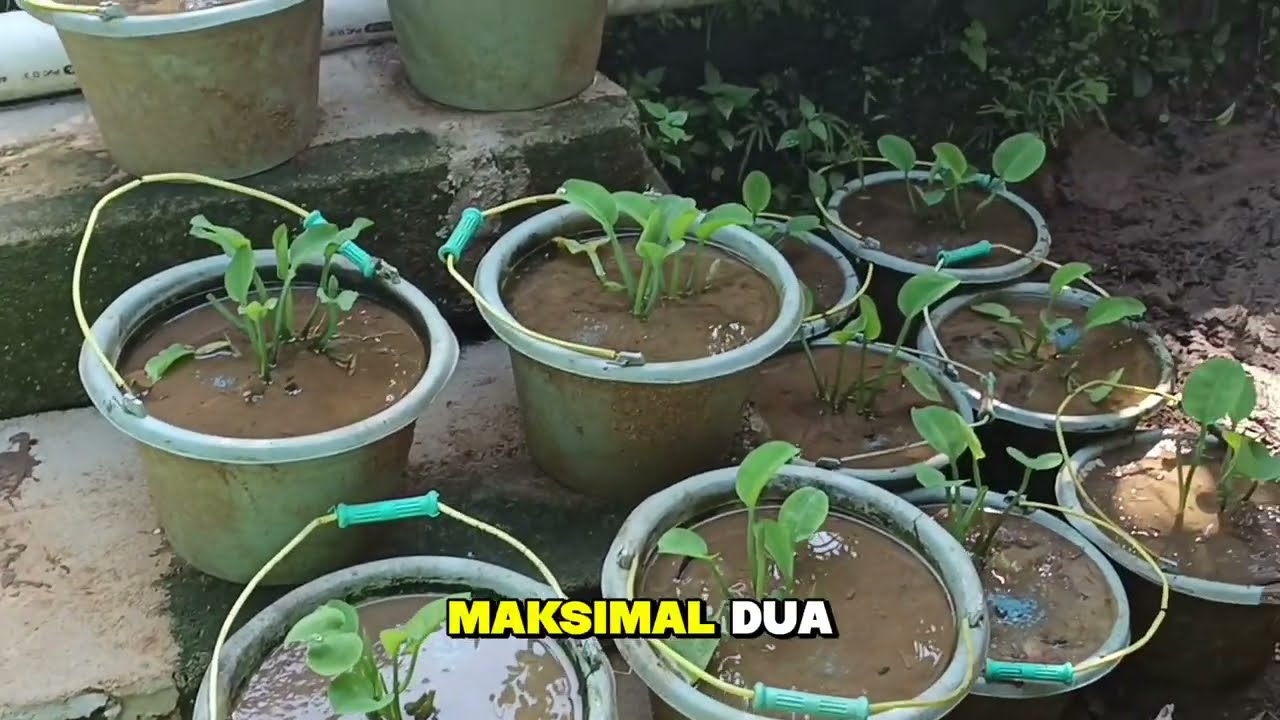 BUDIDAYA GENJER DALAM POT EMBER #tambulampot #genjer 