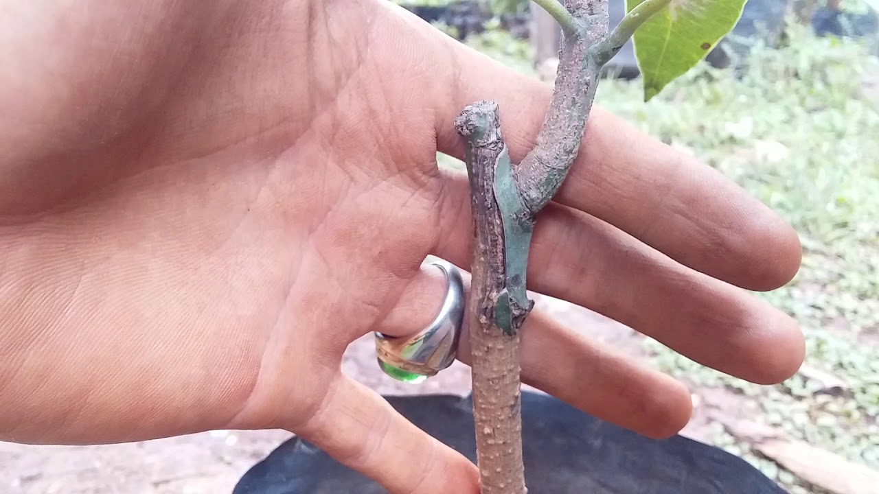 mengenali mangga arumanis dari pohonnya