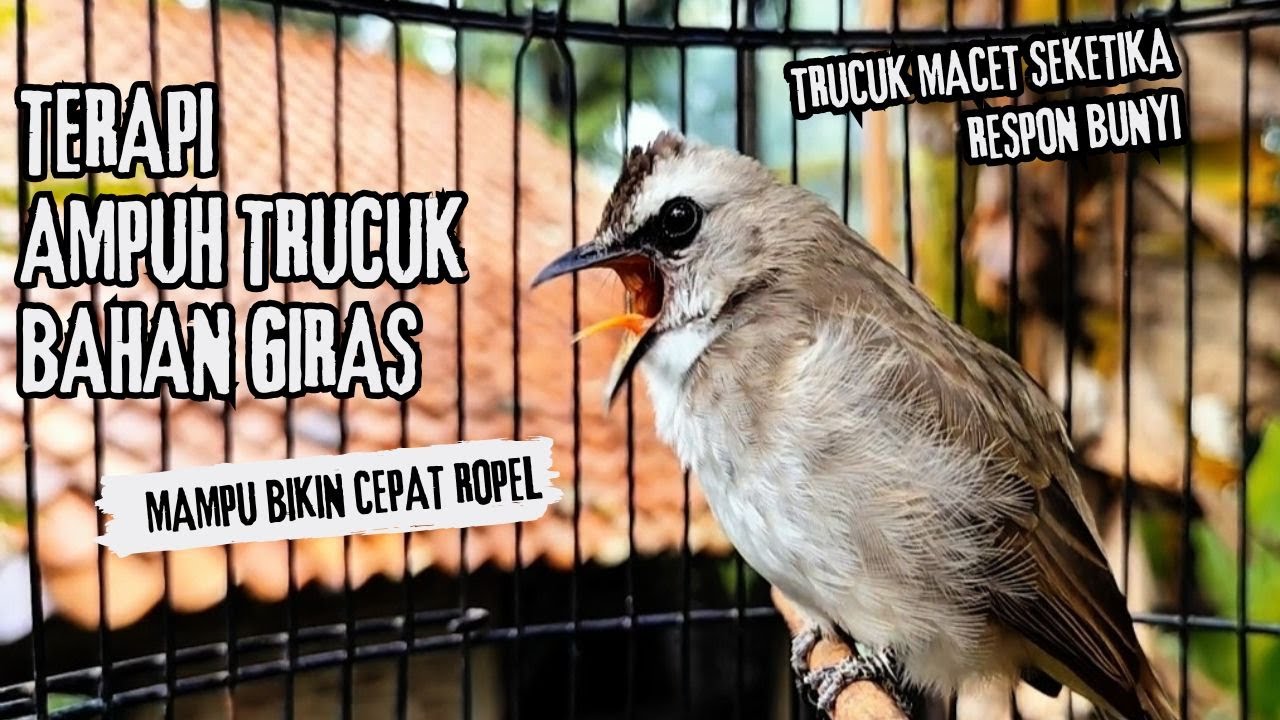 Trucukan Gacor ROPEL PANJANG Saat Subuh COCOK untuk Pancingan Trucuk BAHAN dan MASTERAN TRUCUK Paud