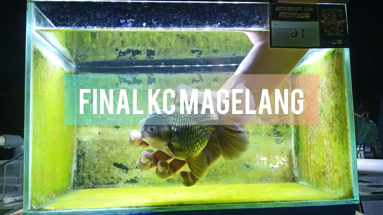 KEEPING CONTEST MAGELANG GOLDFISH COMMUNITY | BULAN KE-2 SAMPAI FINAL
