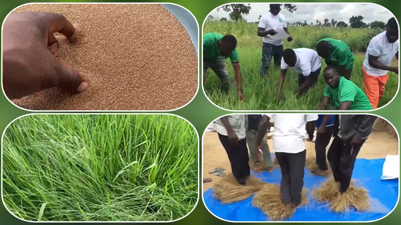 How to grow fonio(Digitaria exilis) in Africa