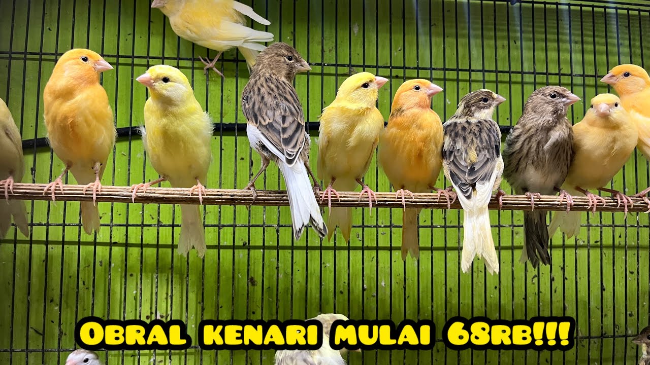 OBRAL KENARI MULAI 68RB!!