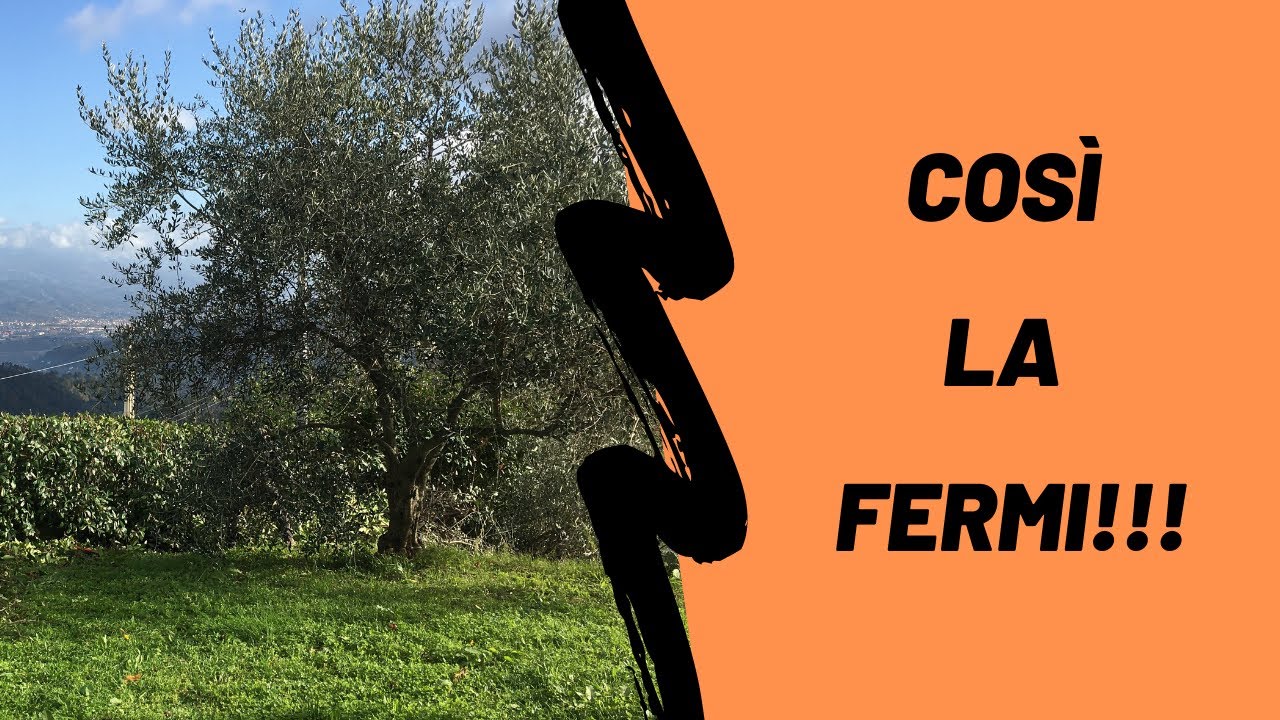 5 cose che devi o non devi fare contro la rogna dell'olivo