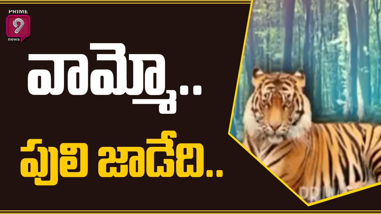 వామ్మో.. పులి జాడేది.. | Special Story On Tiger Hulchul In Kotapally | Mancherial District | Prime9