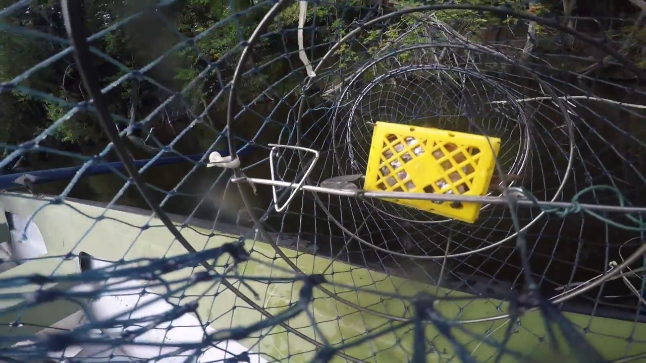 Gopro 4 catch crayfish in the cage. Kräftbur full med kräftor.  Fagersta Semla Pepppran