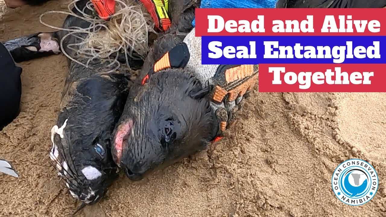 Dead And Alive Seal Entangled Together