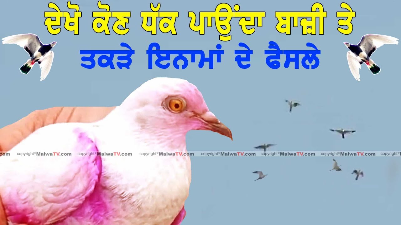 ਵੱਡੇ ਇਨਾਮਾਂ ਦੇ ਫੈਸਲੇ ਕਬੂਤਰ ਬਾਜ਼ੀ -TOP KABOTAR BAZI IN PUNJAB-2023