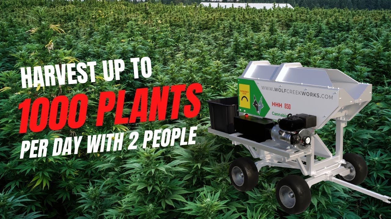 Harvest day with Kootenay Krush Farms using the HHH Cannabis Harvester by Wolf Creek Works