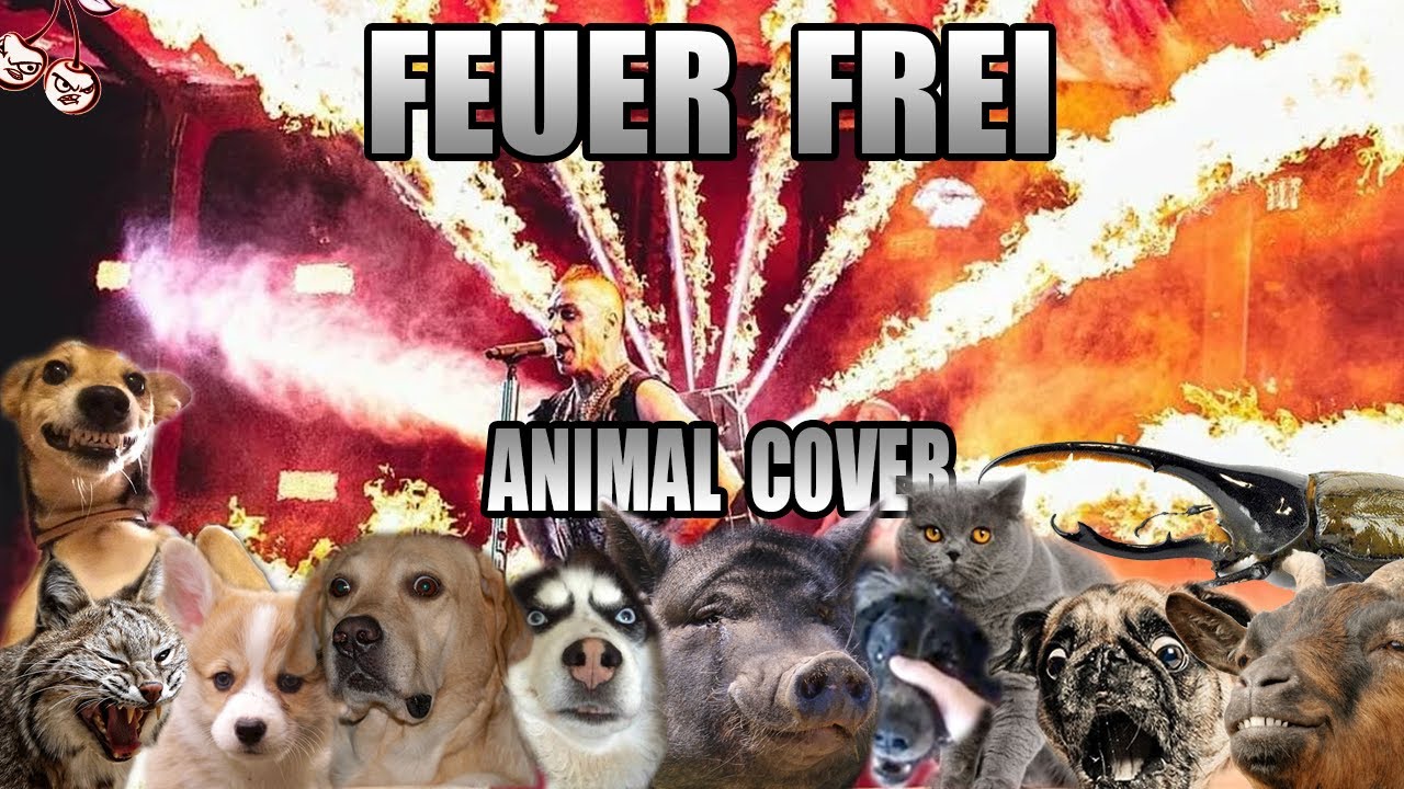 Rammstein -  Feuer Frei (Animal Cover)