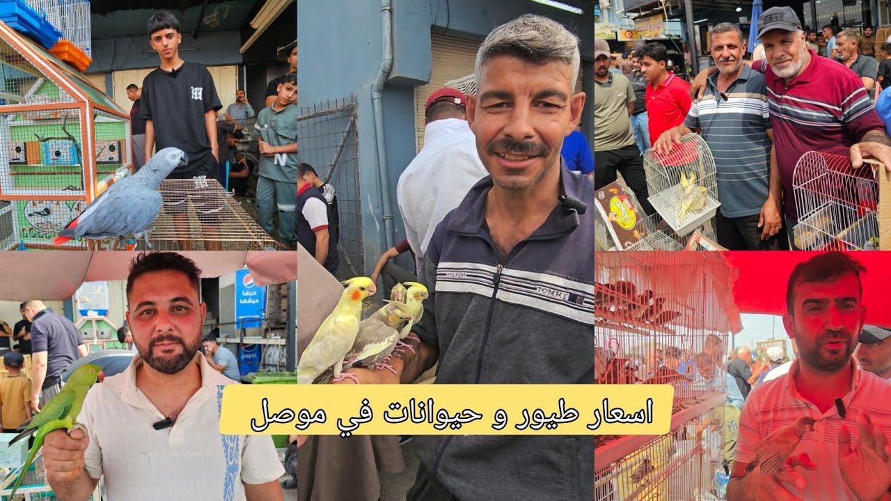 أسعار الحيوانات في الموصل 2025 / سوق كوكجلي الموصل أسعار الحيوانات | سوق الطيور في الموصل 2025