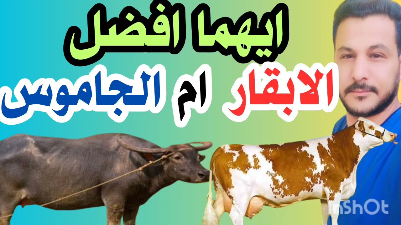 ايهما افضل لمشروع الحلاب الابقار  ام الجاموس Which is better, cows or buffalo?