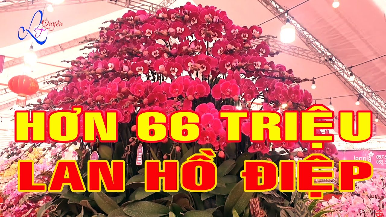Tết 2026 | Hơn 66 Triệu Lan Hồ Điệp Đà Lạt Bán Tại Vĩnh Yên Mùa Tết Con Ngựa Bính Ngọ, Đẹp Lắm Cả Ơi