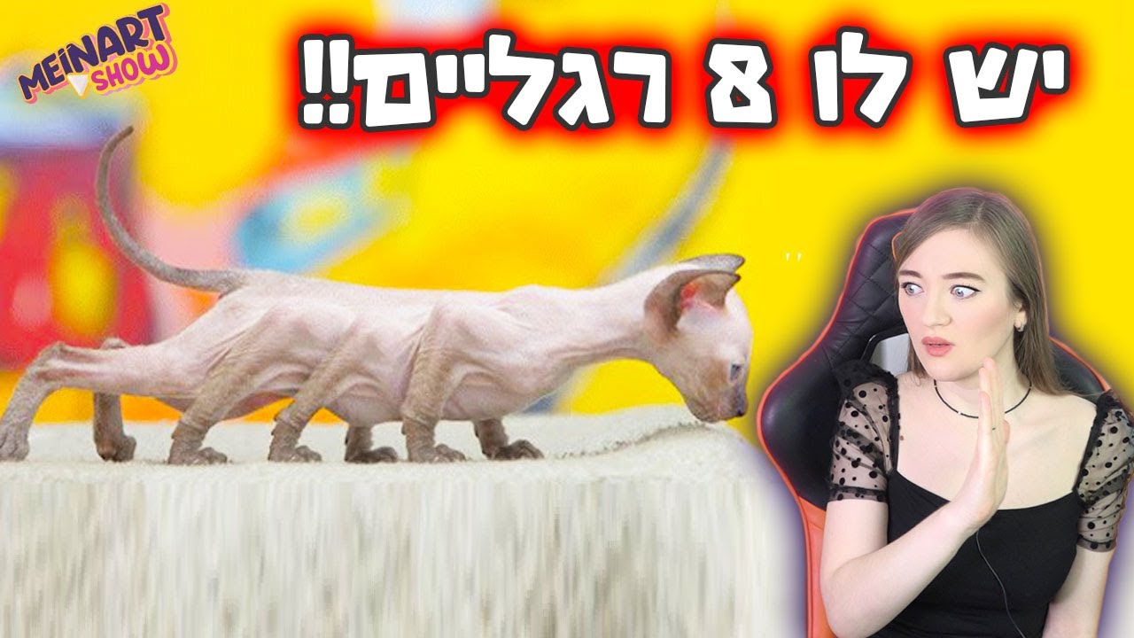 חתול עם 8 רגליים!! (סיפור אמיתי) חתולים הכי מוזרים בעולם