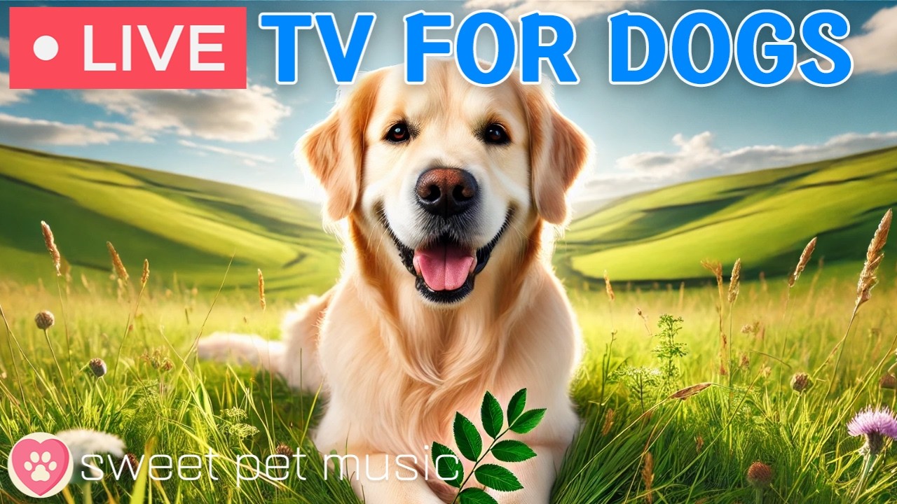 🔴24 Hours of Dog TV🎵🐶Calming Music for Dog Sleep🐾🩷Soothing Music for Dogs with Stress and Anxiety