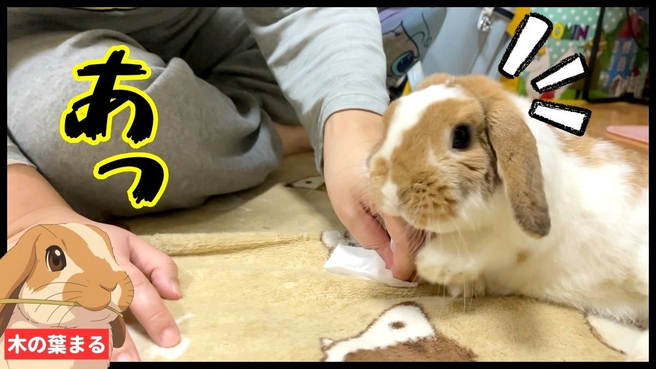 【悲報】爪切りの仕返しに甘えようとしたまるちゃん、可愛すぎるミスを犯す