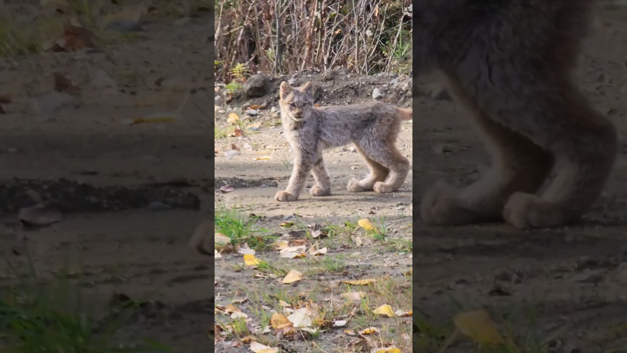 A baby lynx #lynx #kitten #britishcolumbia #outdoors #canada