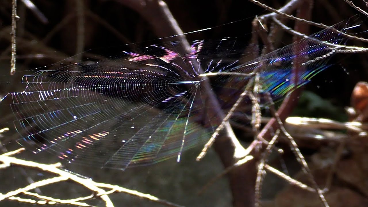 Orchard Spider Catches an Insect on a Windy Day