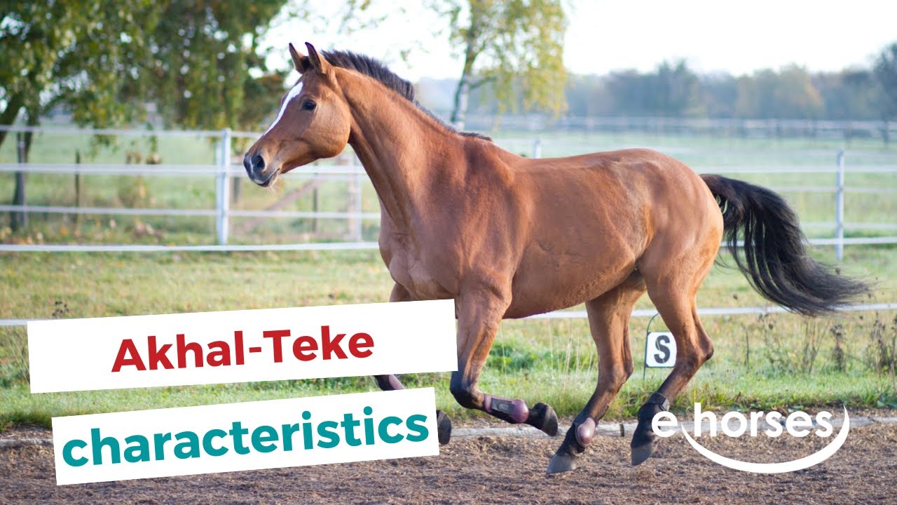 Akhal Teke  | characteristics, origin & disciplines