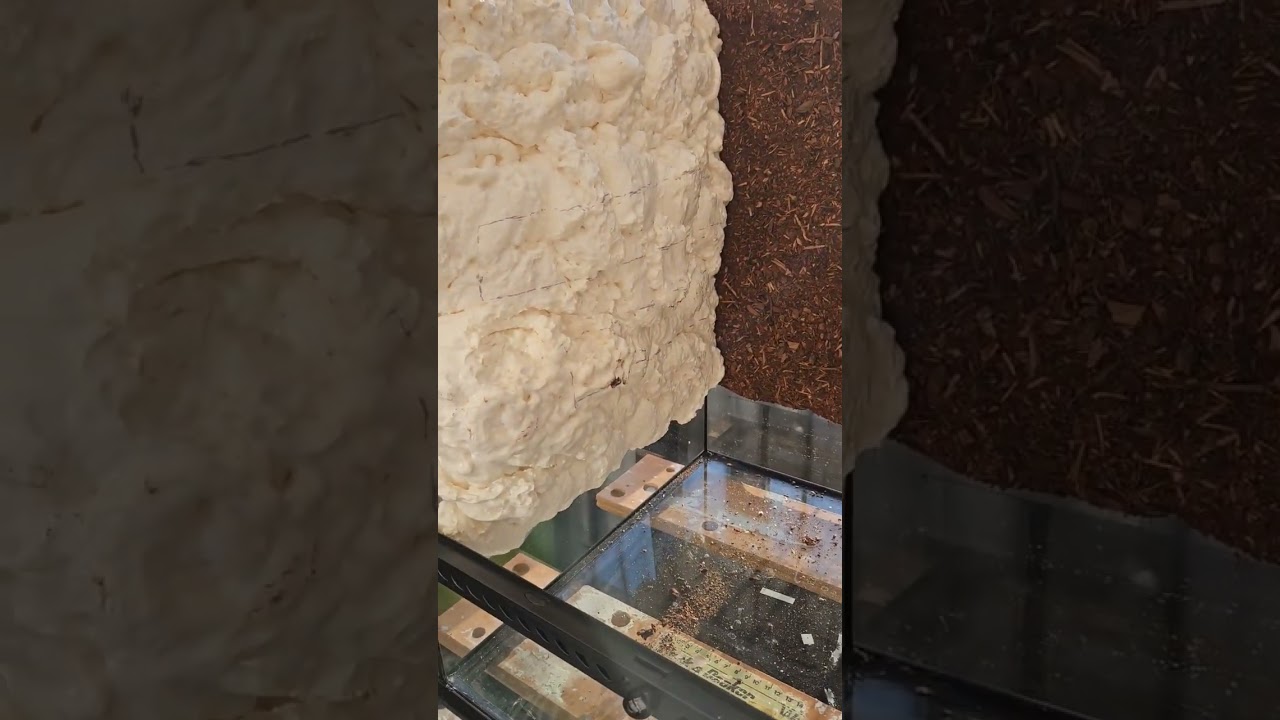 Gargoyle Gecko Bioactive Vivarium update #bioactive #rainforest #nature #bio #gecko #exoterra #Viv