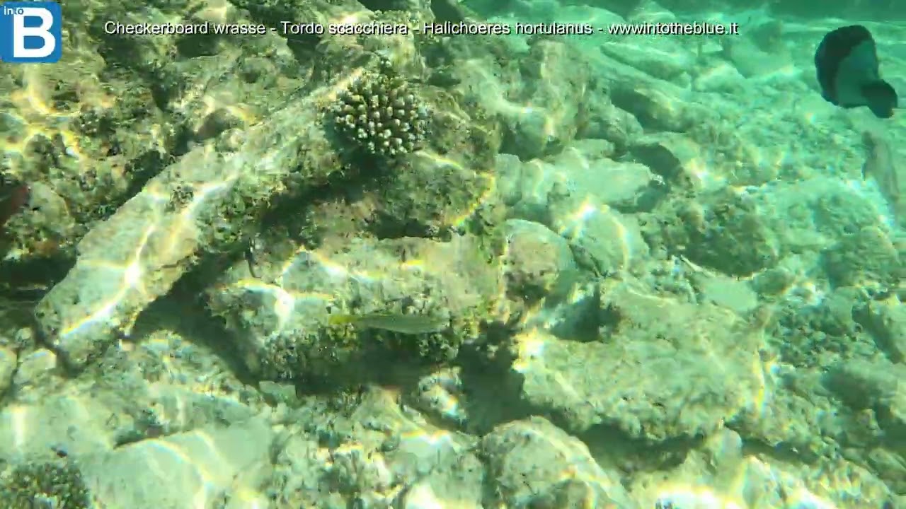 Checkerboard wrasse - Tordo scacchiera - Halichoeres hortulanus - wwwintotheblue.it