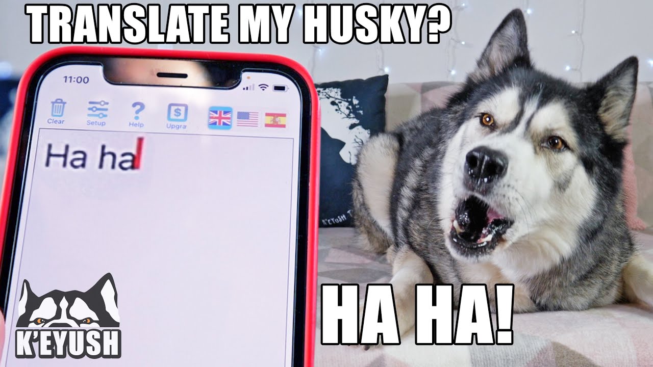 This Phone App Translates My Husky Speaking! Testing Voice Recognition Software!