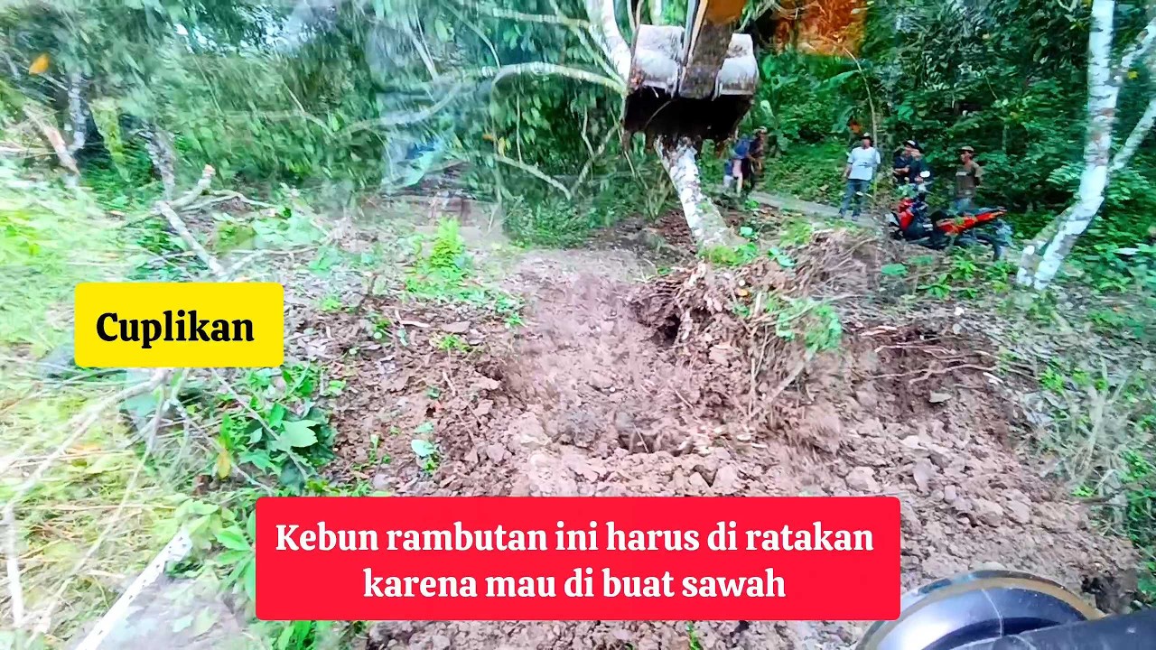 Excavator mini menumbangkan pohon untuk membuat sawah