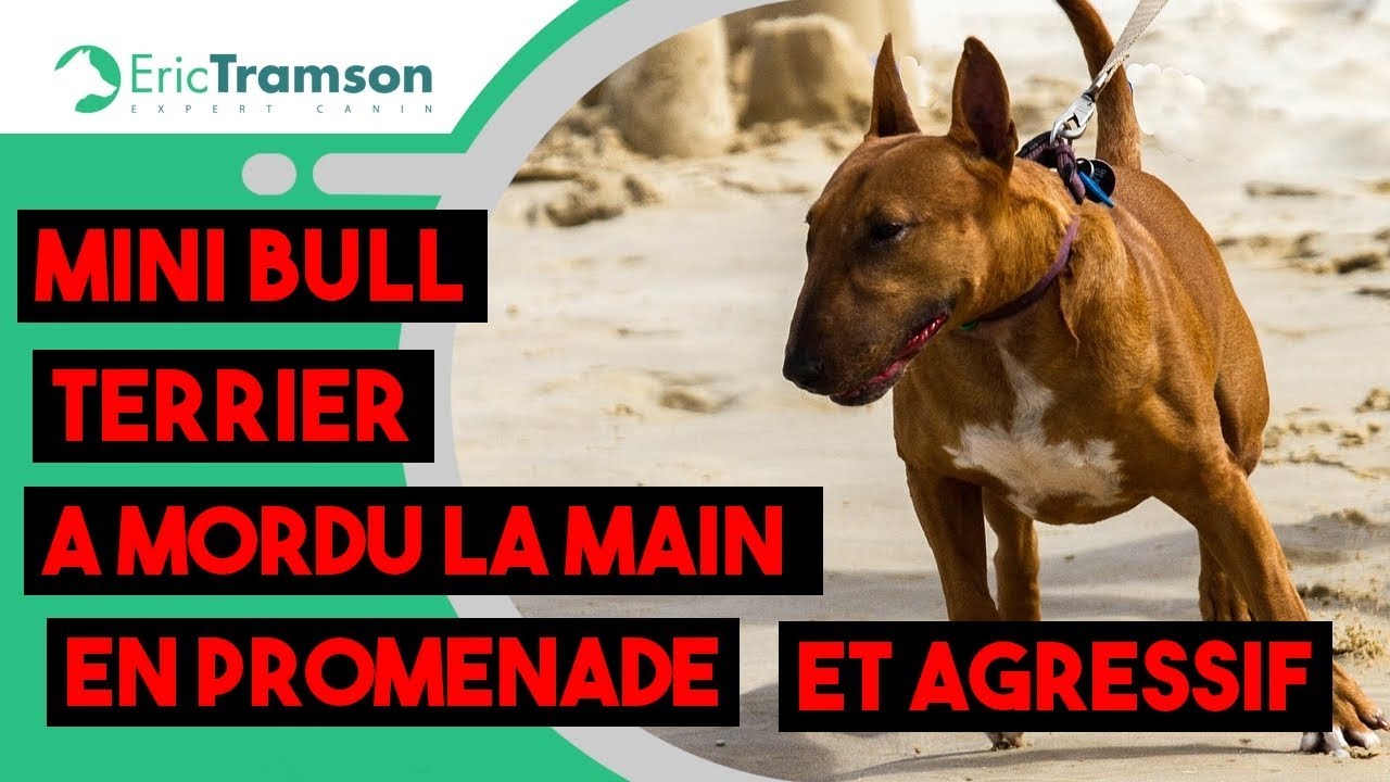 (Paris) Mini Bull Terrier agressif et a mordu la main du maître lors d’une promenade